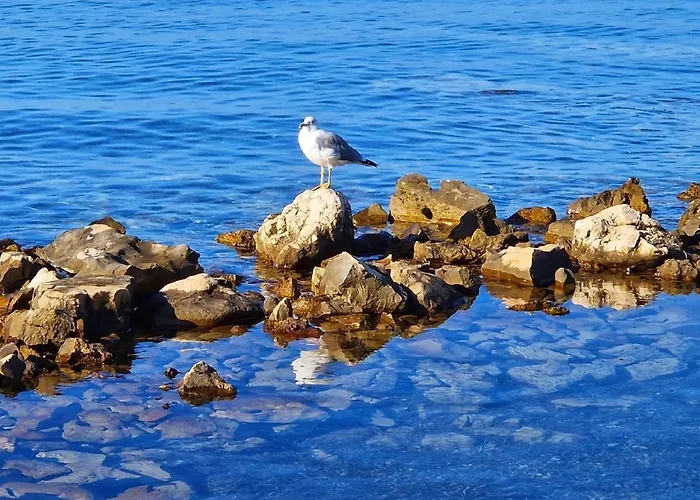 Feriehus Dalmatino Pleasure Mobile - Two Bedroom Mobile With Terrace Privlaka (Zadar)